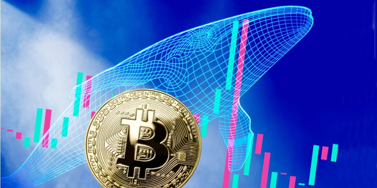 Analyse : que révèle le nombre de whales sur le prix futur du Bitcoin (BTC) ?